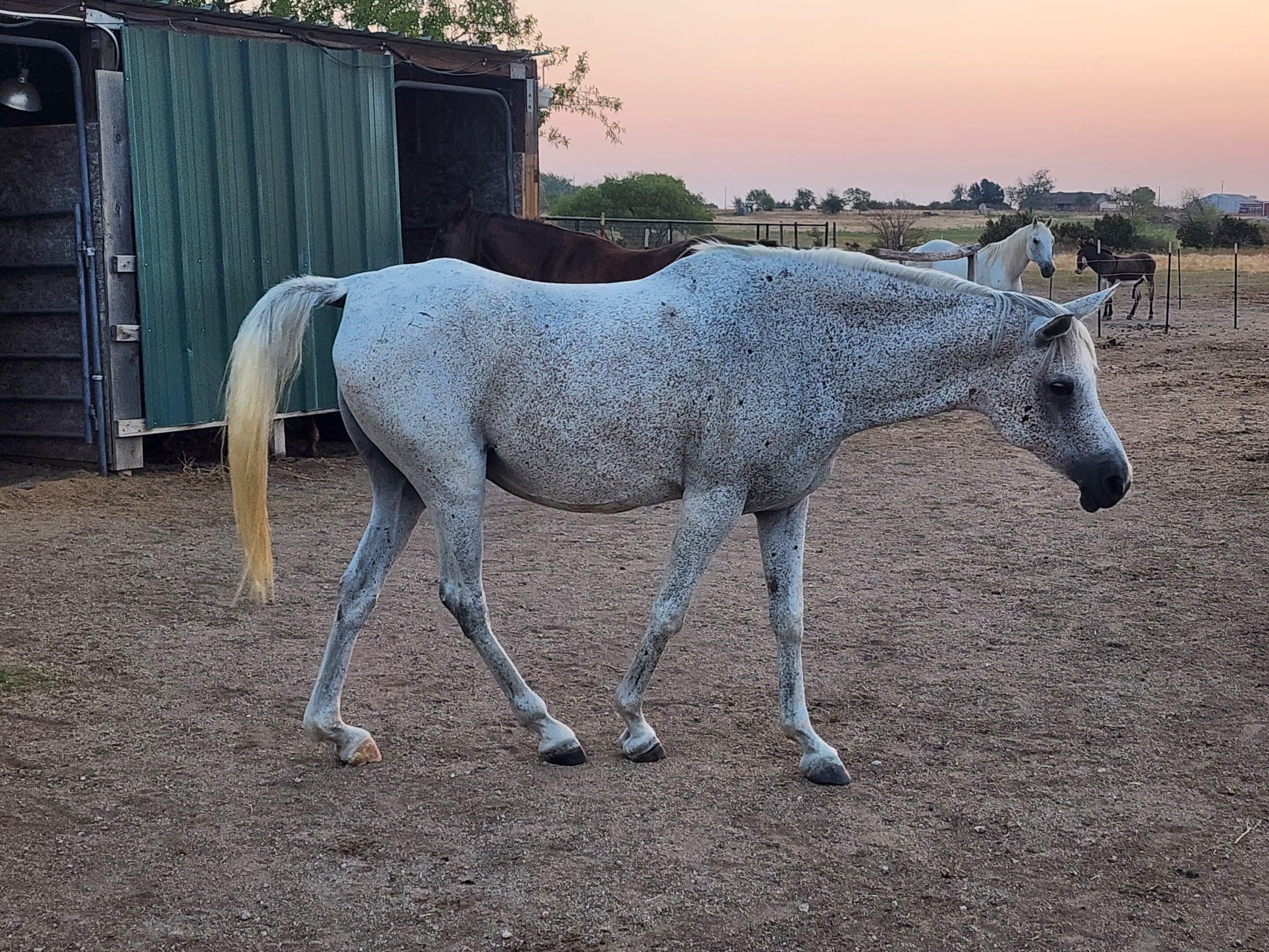 Stardust - $500